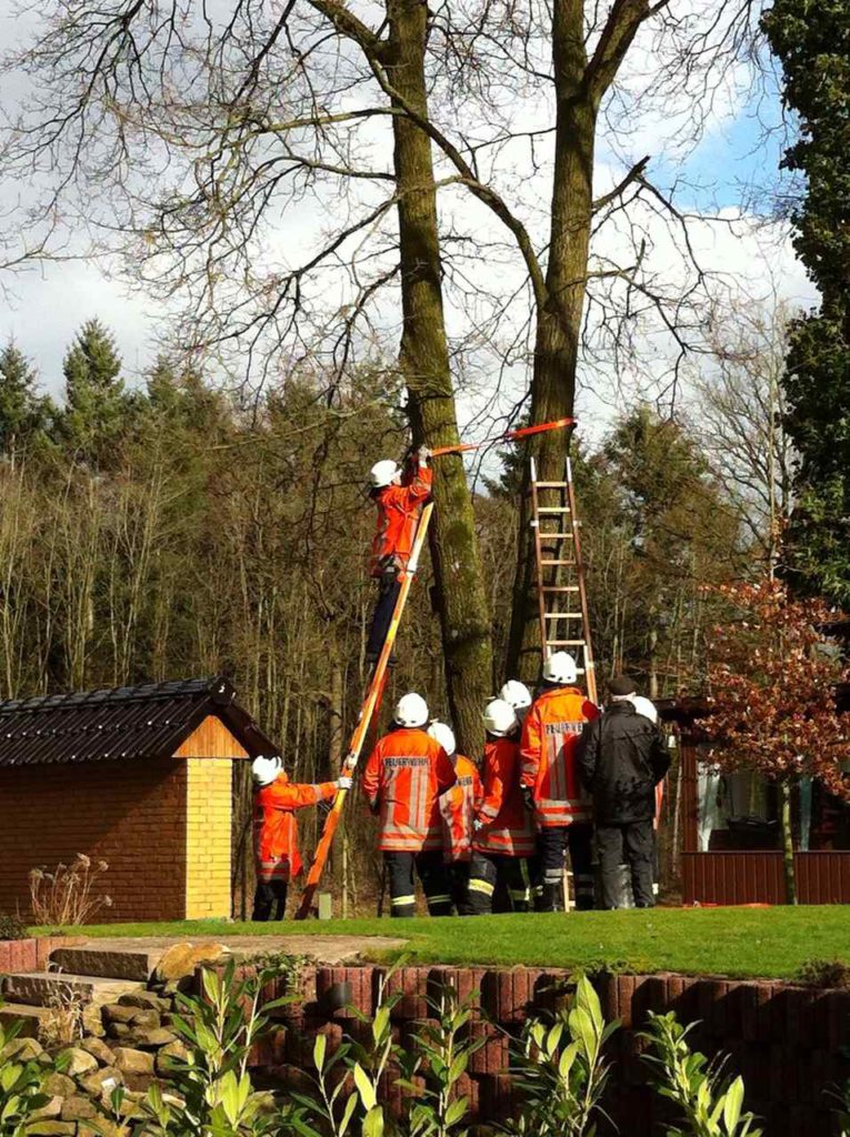 Sturmschaden gespaltener Baum